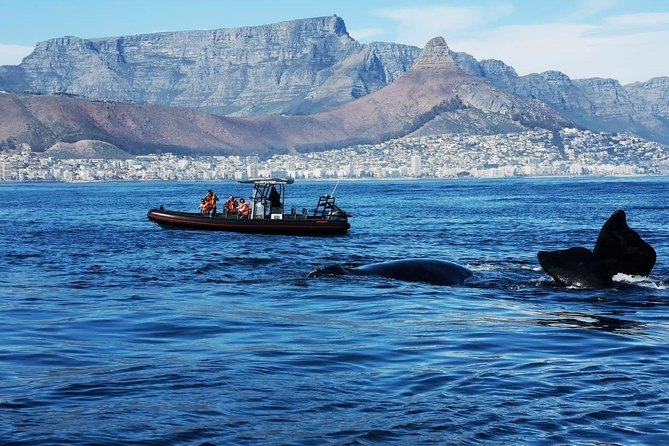 Ocean Safari - What You May See Near Cape Town