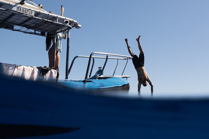 Offshore Wildlife Safari and Reef Snorkel - Key points before you book
