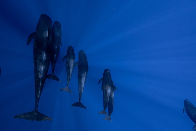 Offshore Wildlife Safari and Reef Snorkel - A small boat with a big-ocean mission