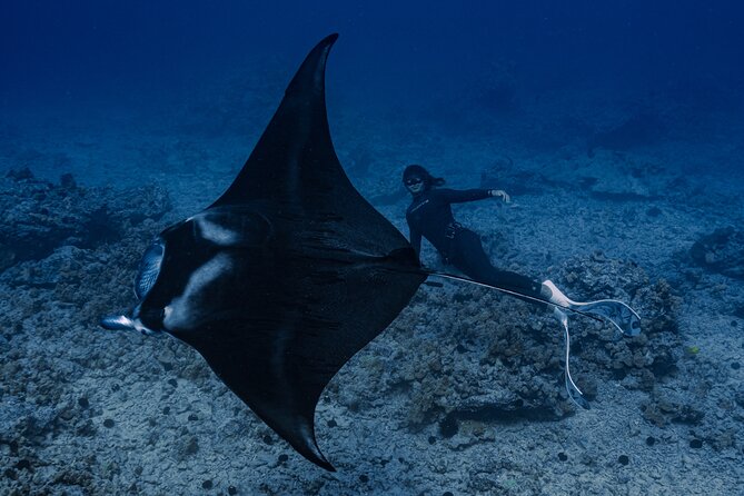 Offshore Wildlife Safari and Reef Snorkel - The crew makes the difference