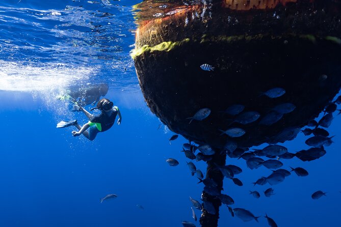 Offshore Wildlife Safari and Reef Snorkel - Planning the morning without surprises