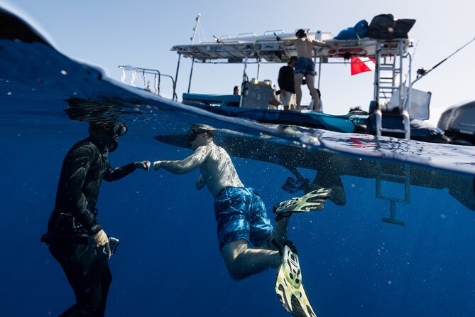 Offshore Wildlife Safari and Reef Snorkel - Who will enjoy this safari most