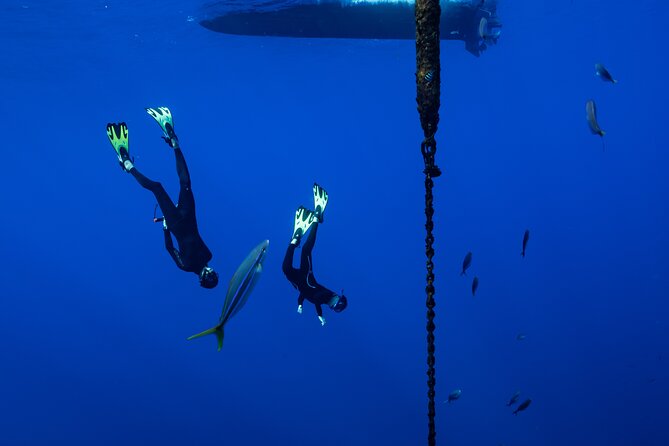 Offshore Wildlife Safari and Reef Snorkel - Is the Offshore Wildlife Safari worth booking?