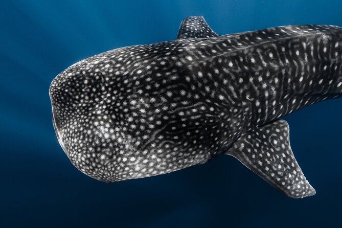 Offshore Wildlife Safari and Reef Snorkel - What the offshore snorkel feels like