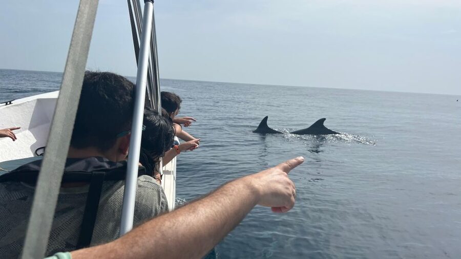 Olhão- Safari Watching Dolphins and other species - Key points to know before you book