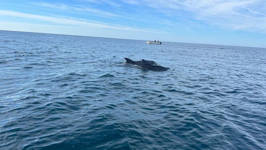 Olhão- Safari Watching Dolphins and other species - Setting out from Olhão’s Avenida 5 de Outubro