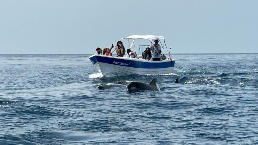 Olhão- Safari Watching Dolphins and other species - Searching for dolphins in open water