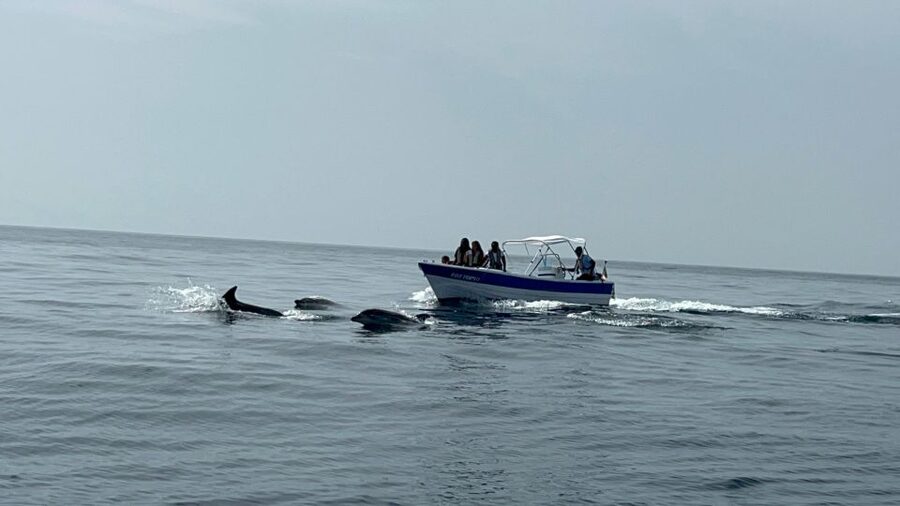Olhão- Safari Watching Dolphins and other species - What happens when the sea turns choppy