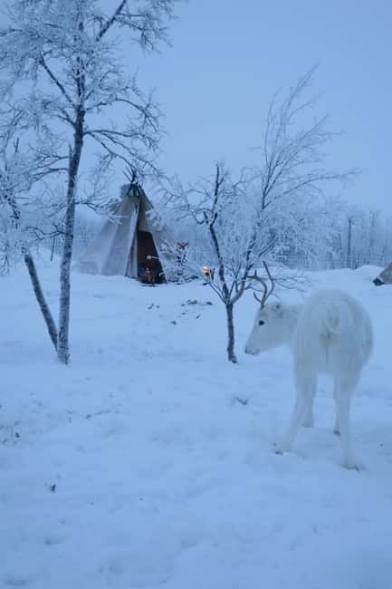 Once-in-a-lifetime Snowmobile Safari to Lapland Viewpoint - Lapland Viewpoint delivers the day’s best views