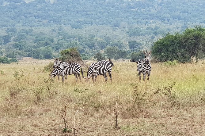 One-day Akagera National Park Game Drive with a Choice 4x4 - Key points to know before booking