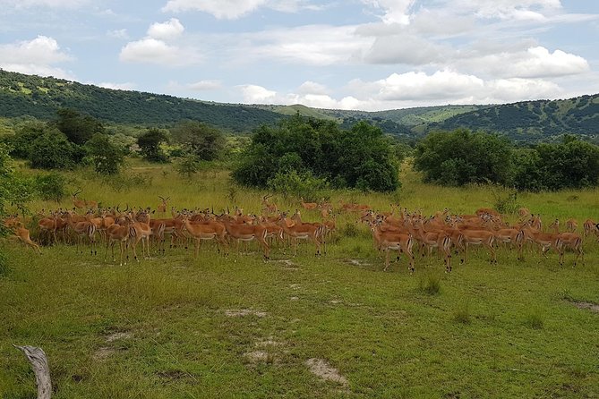 One-day Akagera National Park Game Drive with a Choice 4x4 - Six hours of wildlife searching