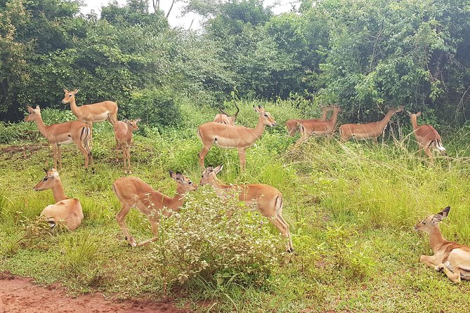 One-day Akagera National Park Game Drive with a Choice 4x4 - What the $205 price really covers