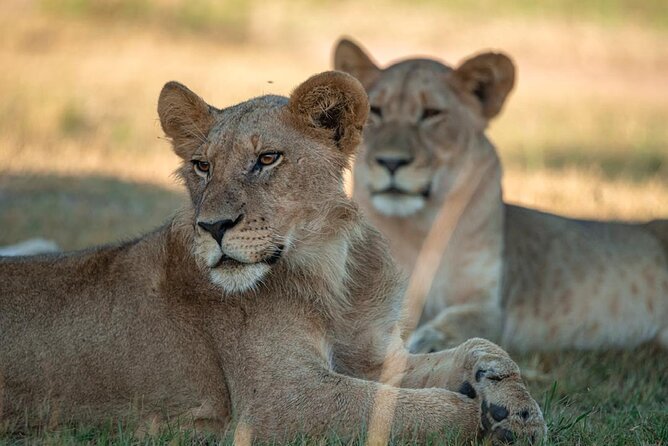 One Day Akagera Wildlife Safari - Key points to know before you book