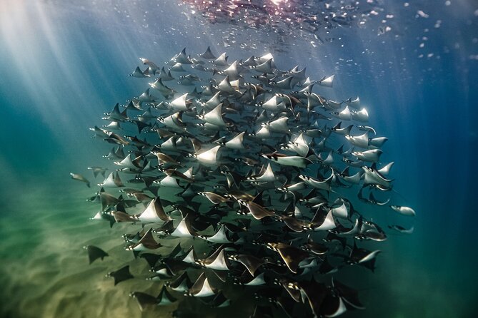 Open Ocean Safari and Whale Watching - Key points to know before booking