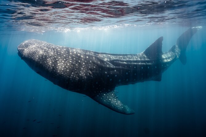 Open Ocean Safari and Whale Watching - The Sea of Cortez search