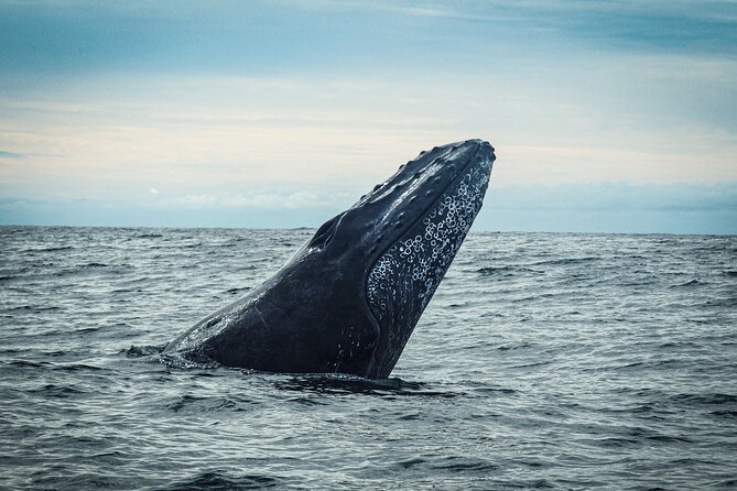 Open Ocean Safari and Whale Watching - Small groups, patient guides, and photo coverage
