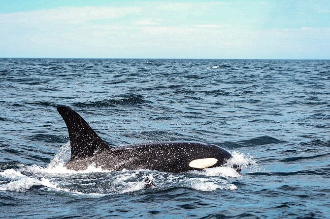 Open Ocean Safari and Whale Watching - Is $215 a fair price?