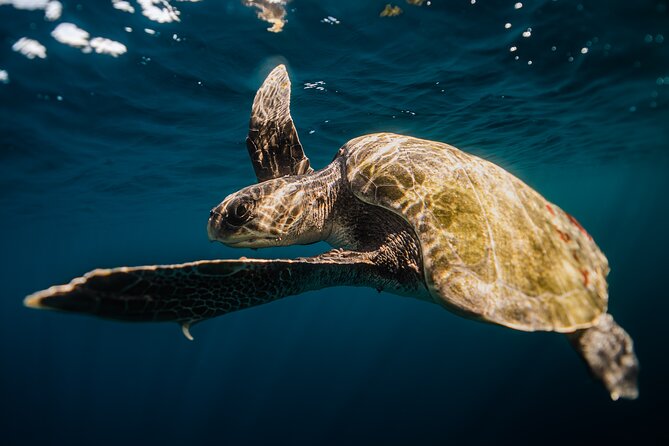 Open Ocean Safari and Whale Watching - Who will enjoy this most?