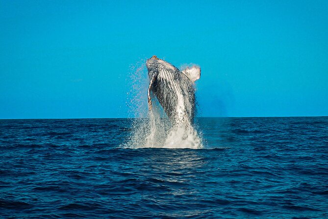 Open Ocean Safari and Whale Watching - Booking, weather, and cancellation details