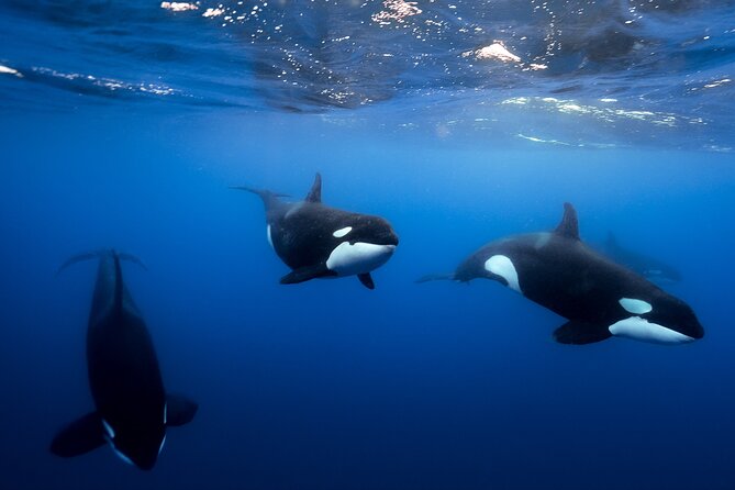 Open Ocean Safari and Whale Watching - Pelican Rock and the first chance to get in the water