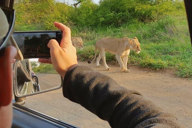 Open Vehical Safari in Kruger National Park Half Day - Searching for the animals you care about