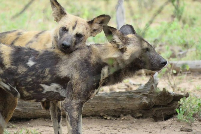 Open Vehical Safari in Kruger National Park Half Day - A realistic look at wildlife sightings
