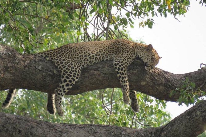 Open Vehical Safari in Kruger National Park Half Day - Paying $76.68, plus the costs left out