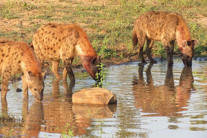 Open Vehical Safari in Kruger National Park Half Day - The guide makes the difference