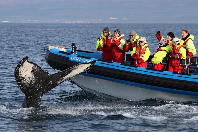 Original Big Whale Safari & Puffins Speedboat Tour from Húsavík - Why this Húsavík RIB safari is different