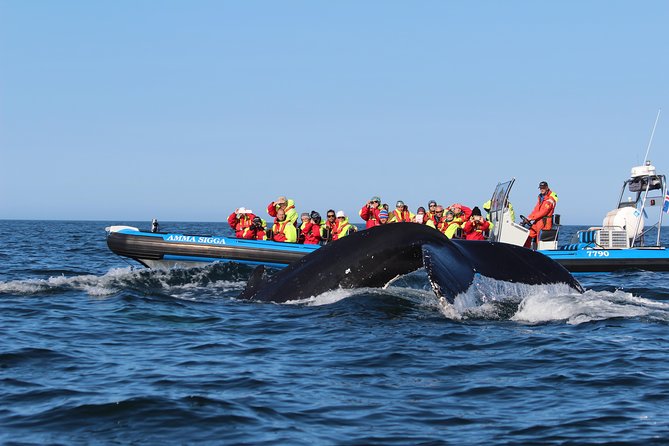 Original Big Whale Safari & Puffins Speedboat Tour from Húsavík - What the two-hour format means for your day