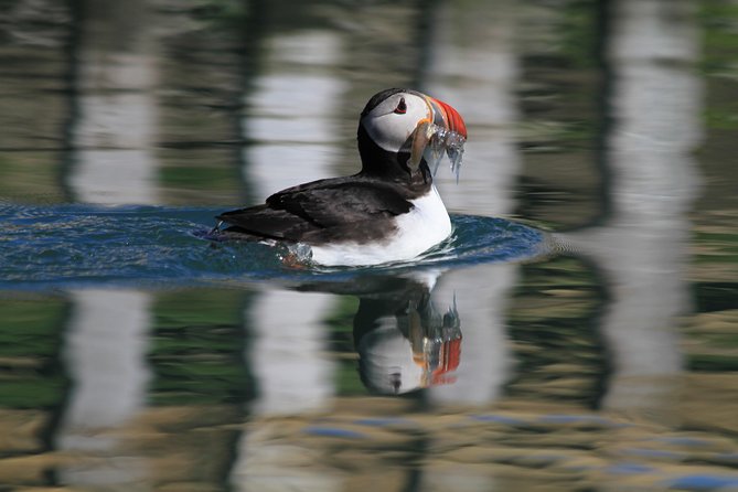 Original Big Whale Safari & Puffins Speedboat Tour from Húsavík - Cold-weather gear and the reality of the ride