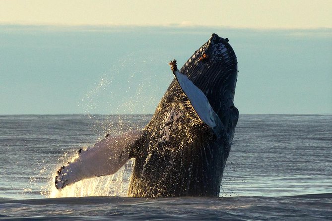 Original Big Whale Safari & Puffins Speedboat Tour from Húsavík - Is $180.27 a fair price?