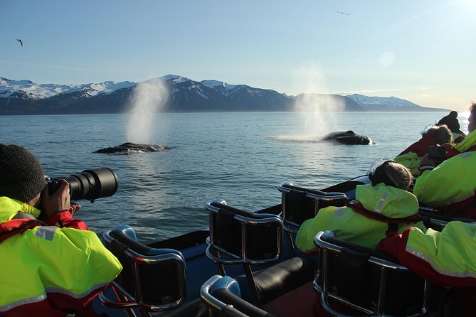 Original Big Whale Safari & Puffins Speedboat Tour from Húsavík - Weather, cancellations, and booking timing