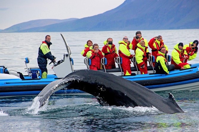 Original Big Whale Safari & Puffins Speedboat Tour from Húsavík - Searching for humpbacks, minkes, dolphins, and porpoises