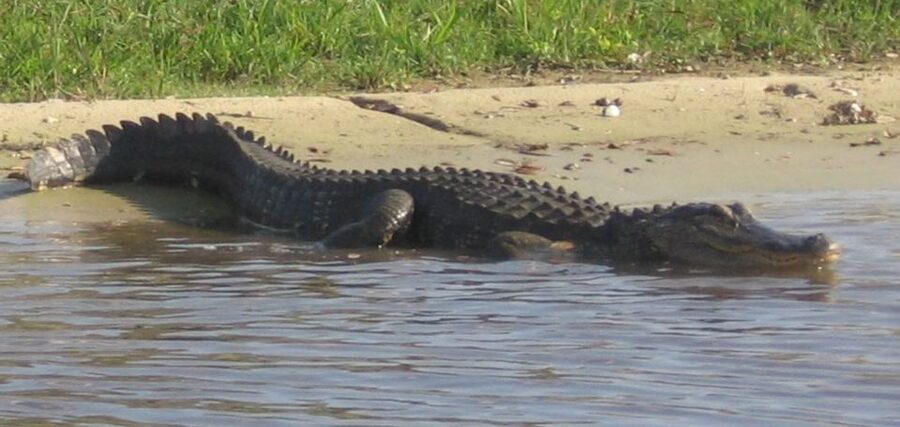 Orlando: Airboat Ride Tour with Hotel Pickup - Key points to know before you book