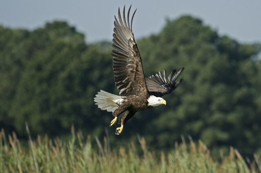 Orlando: Airboat Ride Tour with Hotel Pickup - From Orlando hotels to Central Florida wetlands