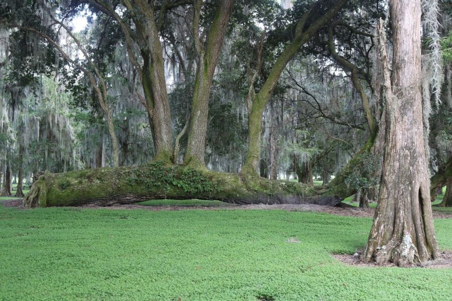 Orlando: Airboat Ride Tour with Hotel Pickup - Wildlife, weather, and what you may actually see