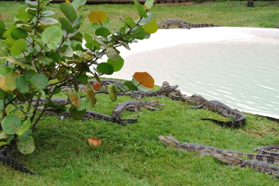 Orlando: Airboat Ride Tour with Hotel Pickup - Booking, pickup, and cancellation advice