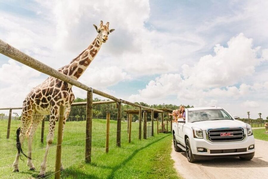 Orlando: Drive-Thru Safari Park at Wild Florida - A Florida safari without leaving your car