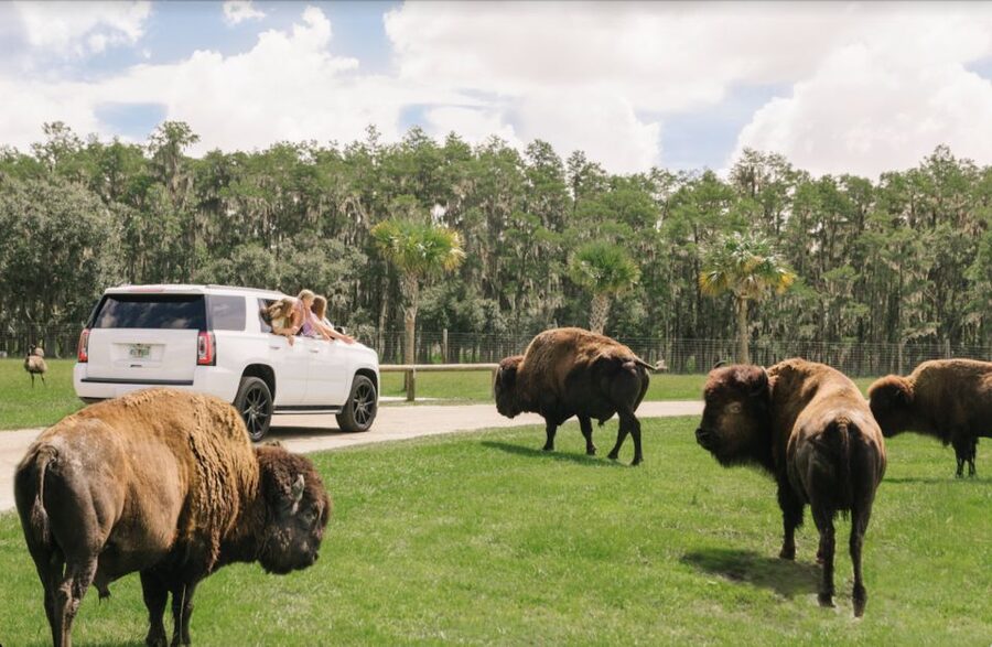 Orlando: Drive-Thru Safari Park at Wild Florida - The 5-mph pace makes the drive worthwhile