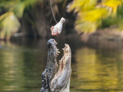Orlando: Drive-Thru Safari Park at Wild Florida