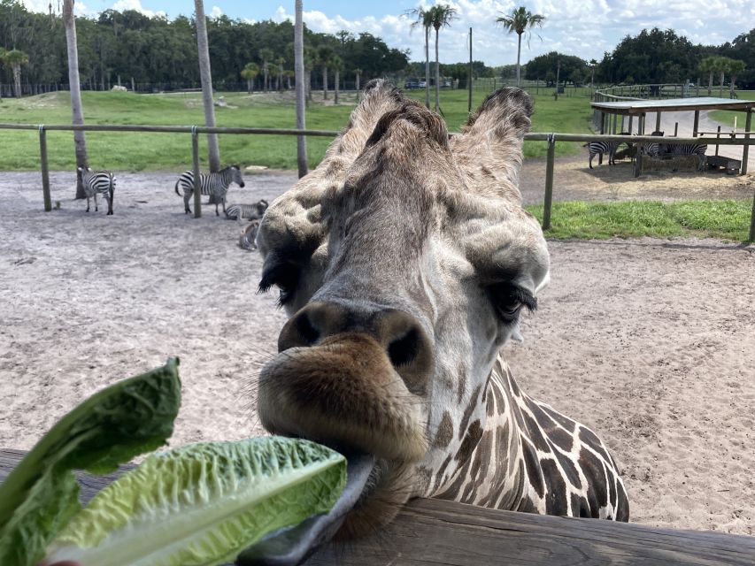 Orlando: Drive-Thru Safari Park at Wild Florida - Feeding a giraffe is the highlight