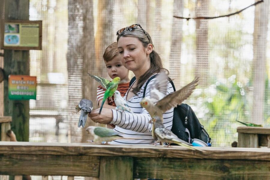 Orlando: Drive-Thru Safari Park at Wild Florida - The Gator Park adds a second half to the day