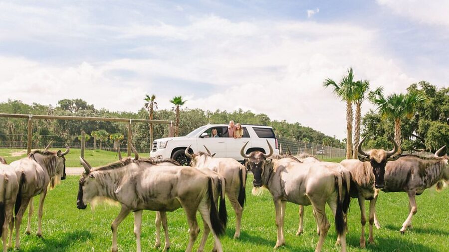 Orlando: Drive-Thru Safari Park at Wild Florida - Add-ons, food, and the time you need