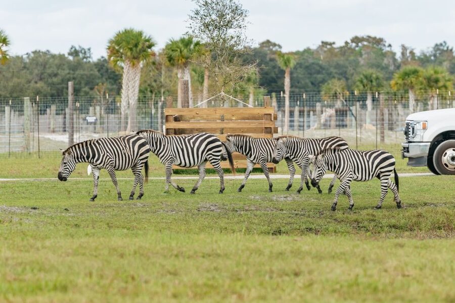 Orlando: Drive-Thru Safari Park at Wild Florida - Who will enjoy Wild Florida most