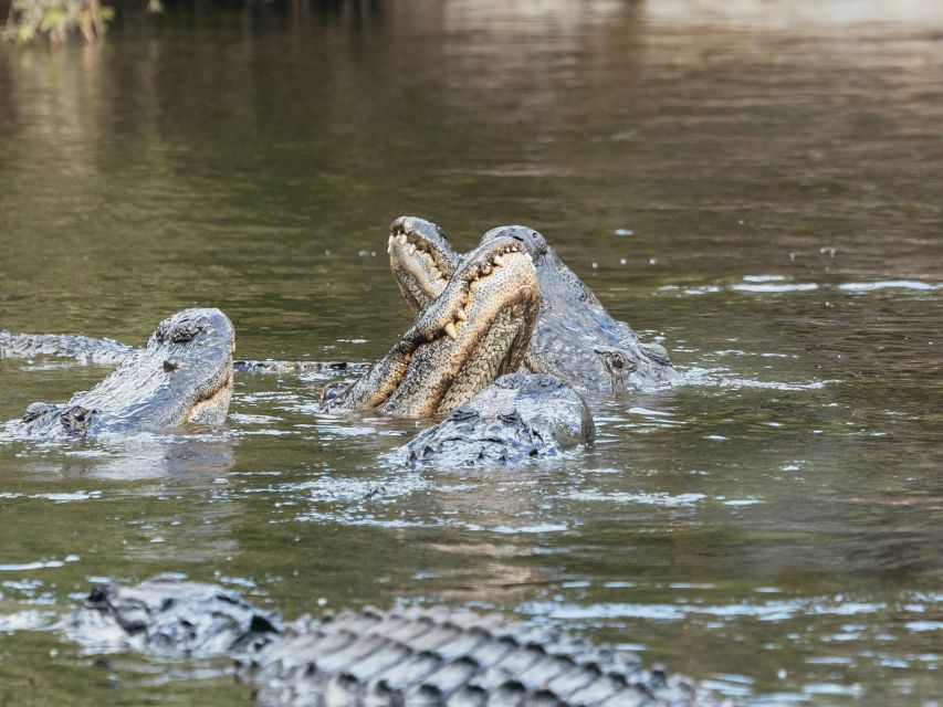 Orlando: Drive-Thru Safari Park at Wild Florida - Practical tips for a smoother visit