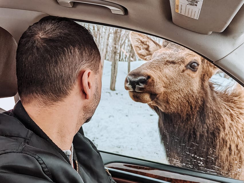 Ottawa: Private Parc Omega Wildlife Safari – Winter Magic - Timing, booking, and small details that matter
