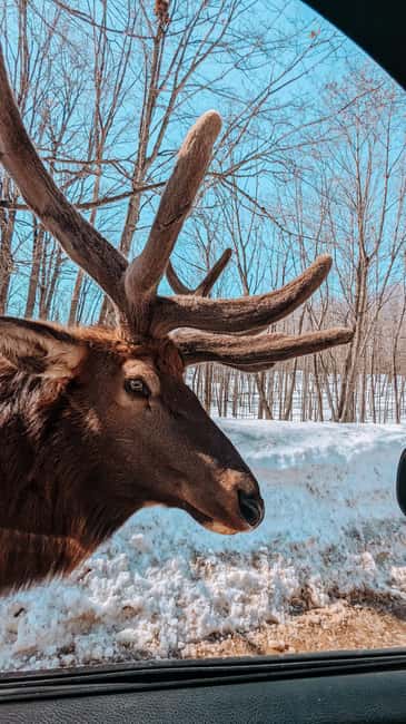 Ottawa: Private Parc Omega Wildlife Safari – Winter Magic - Why Parc Omega works so well as an Ottawa day trip