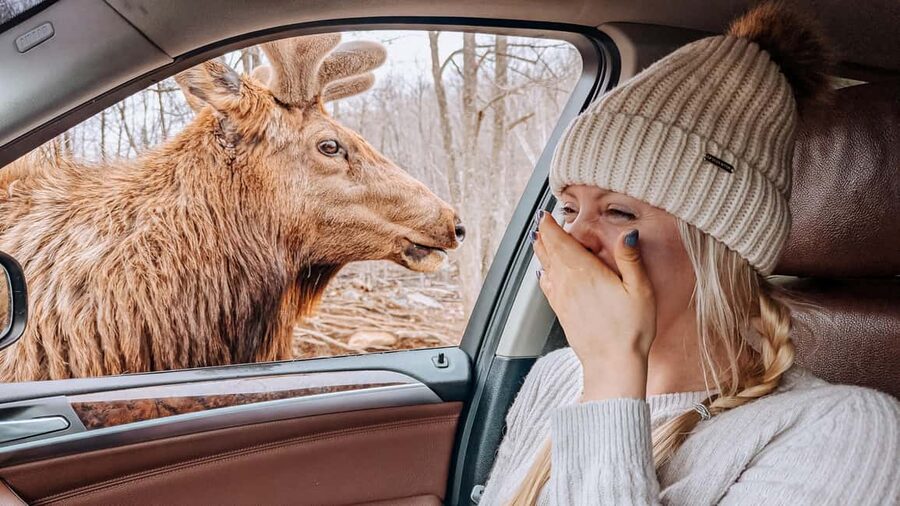 Ottawa: Private Parc Omega Wildlife Safari – Winter Magic - Three hours among deer, elk, wolves, and bison