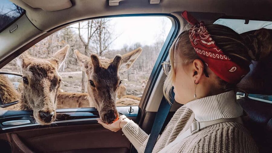 Ottawa: Private Parc Omega Wildlife Safari – Winter Magic - Two chances to get out and walk